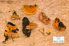 Rigidoporus