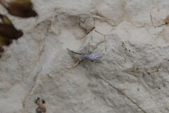 Uloborus walckenaerius