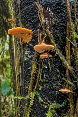 Rigidoporus