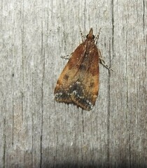 Eudonia asterisca