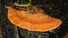 Rigidoporus