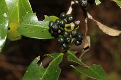 Psydrax odorata odorata