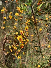 Bossiaea obcordata