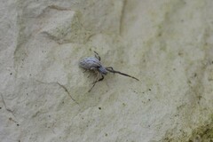 Uloborus walckenaerius