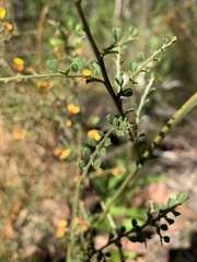 Bossiaea obcordata