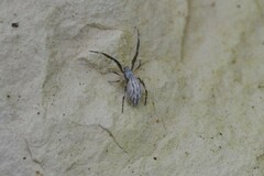 Uloborus walckenaerius