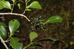 Psydrax odorata odorata