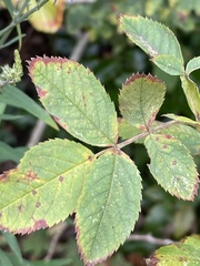 Rosa tomentosa