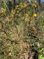 Bossiaea obcordata