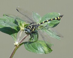 Ictinogomphus rapax