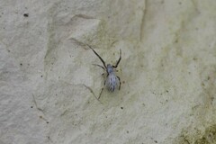 Uloborus walckenaerius