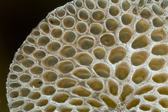 Favolaschia