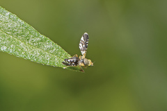 Spathulina acroleuca