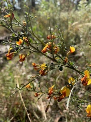 Bossiaea obcordata