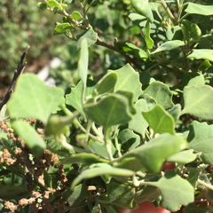 Chenopodium oahuense