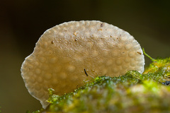 Favolaschia