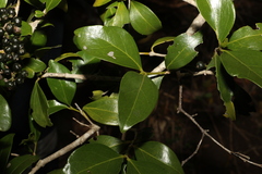 Psydrax odorata odorata