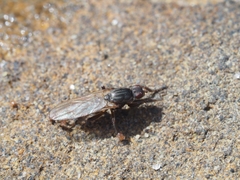 Coelopidae