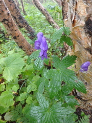 Aconitum fischeri
