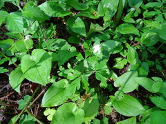 Anemonoides nemorosa