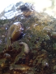Dendrocoelum lacteum