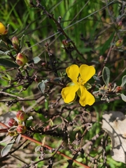 Hibbertia obtusifolia