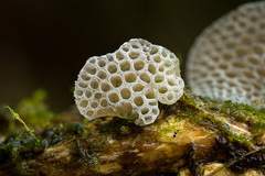 Favolaschia
