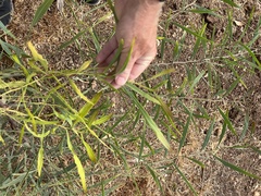 Acacia salicina