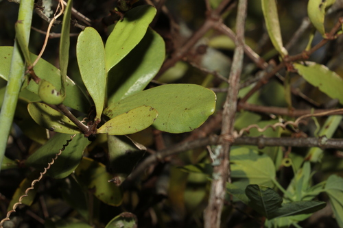 Image of Amyema conspicua by (c) Greg Tasney, some rights reserved (CC BY-SA)