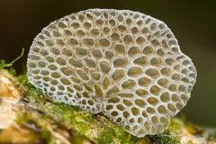 Favolaschia