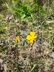 Hibbertia obtusifolia