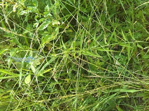 Veronica longifolia