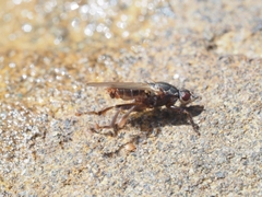 Coelopidae
