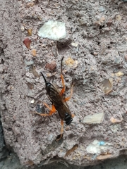 Pimpla