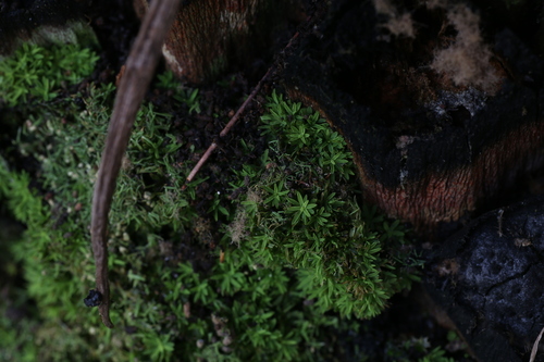 Image of Calymperastrum latifolium by (c) Hugo Innes, some rights reserved (CC BY)