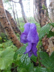 Aconitum fischeri