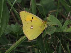 Colias