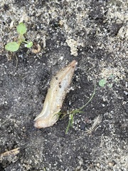 Krynickillus melanocephalus