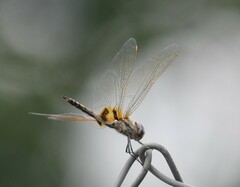 Tramea basilaris