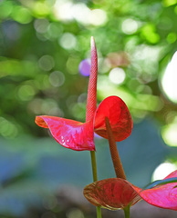 Anthurium andraeanum