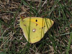 Colias