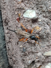 Pimpla