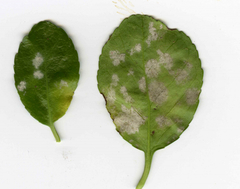 Erysiphe euonymicola