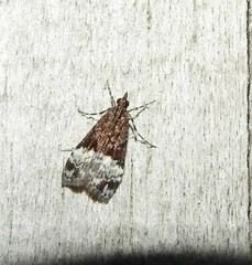 Scoparia minusculalis