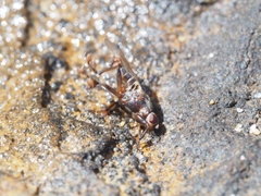 Coelopidae