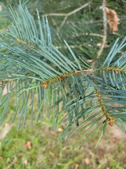 Abies concolor