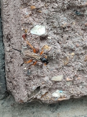 Pimpla