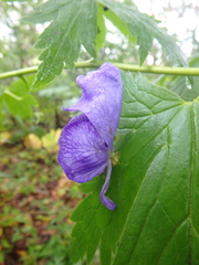 Aconitum fischeri