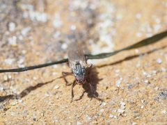 Coelopidae