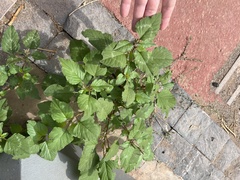 Chenopodiastrum murale
